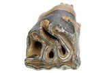 Fossil Woolly Rhino (Coelodonta) Tooth - Siberia #252067-1